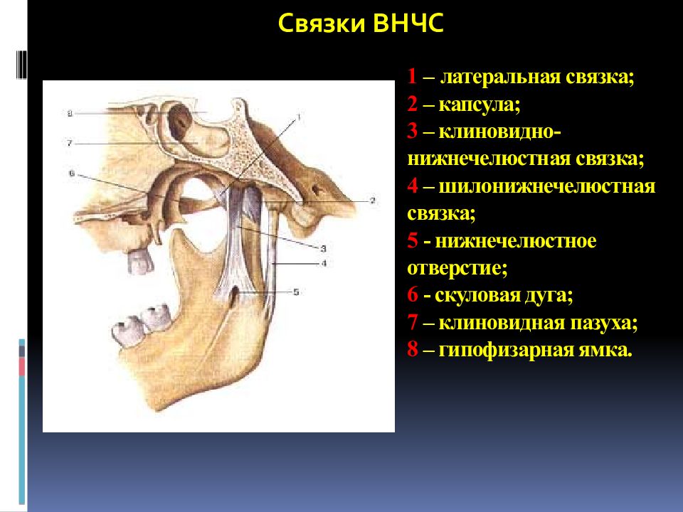 Внчс нижнечелюстная ямка. Челюстно лицевой сустав анатомия. Связки внчс. Клиновидно нижнечелюстная. Внчс анатомия кости.
