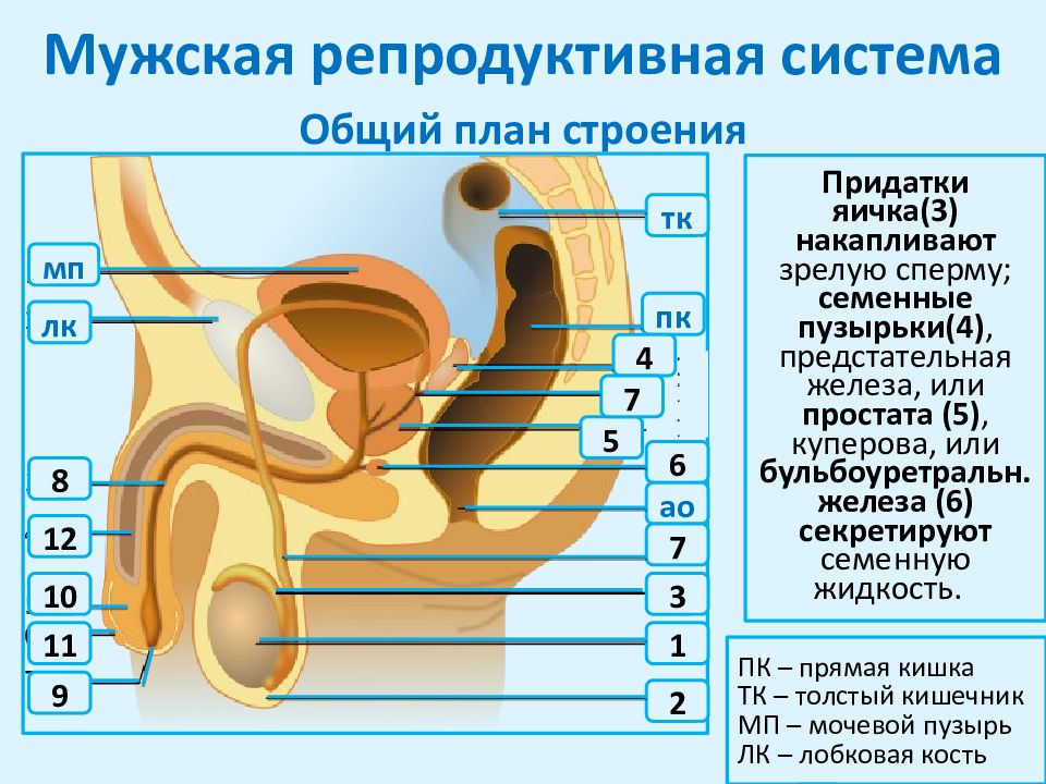 Репродуктивная система презентация