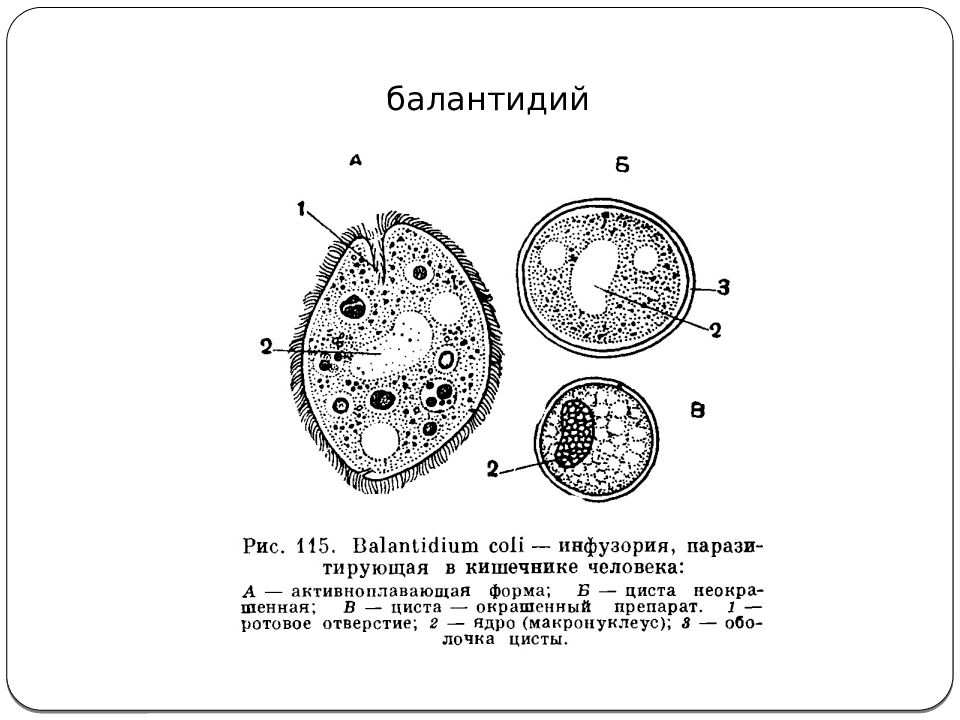 Балантидий рисунок с подписями