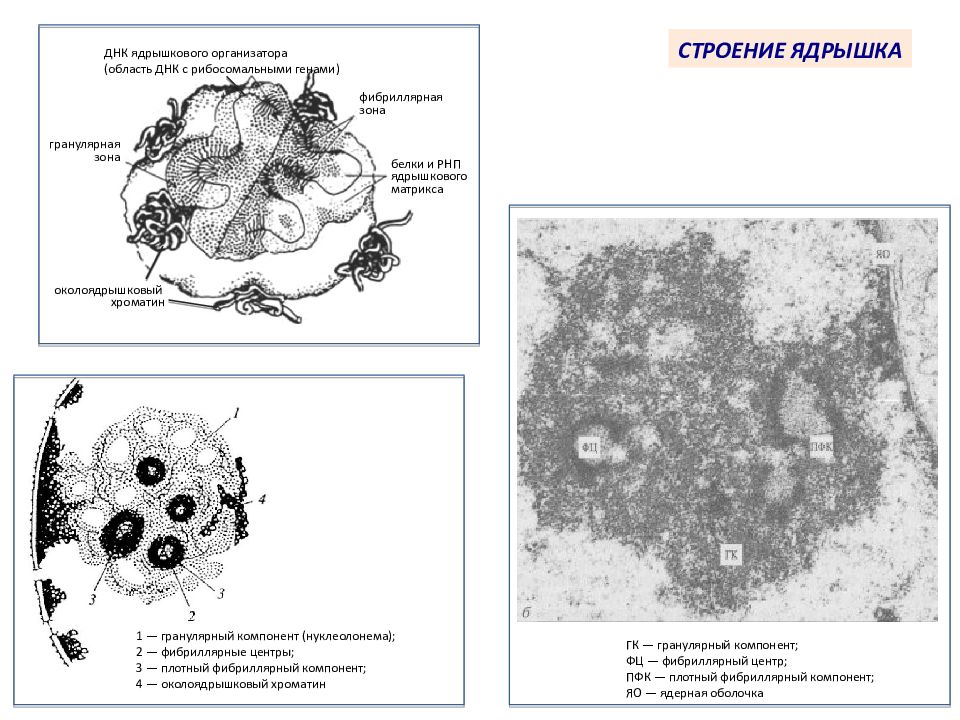 Структурно функциональная организация клеток. Фибриллярный компонент ядрышка. Структурно-функциональная организация клетки. Гранулярная клетка. Нуклеолонема.