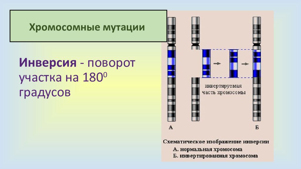 Удвоение участка хромосомы какая мутация. Хромосомные мутации хромосомные мутации. Делеция дупликация инверсия транслокация. Инверсия хромосомная мутация. Хромосомные мутации схема.