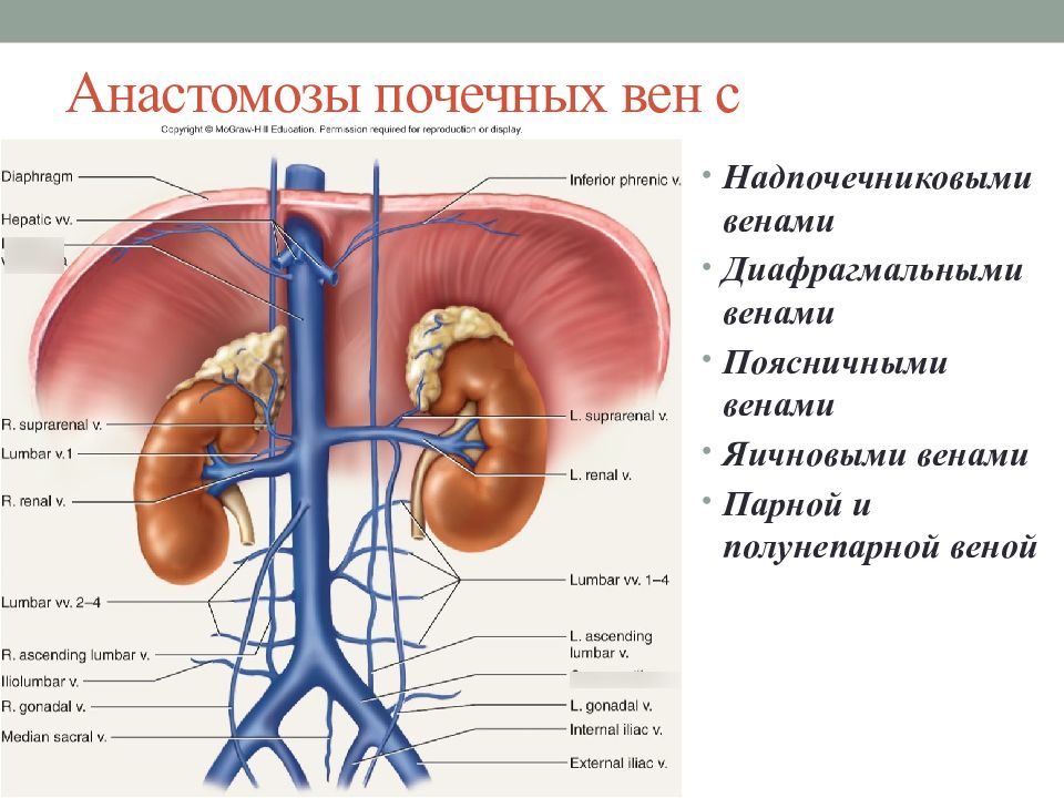 Анатомия мочевой системы презентация