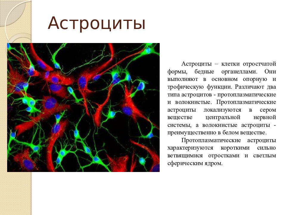 Функции астроцитов. Протоплазматические и волокнистые астроциты. Протоплазматические астроциты. Нервная ткань астроциты. Астроциты клетки.