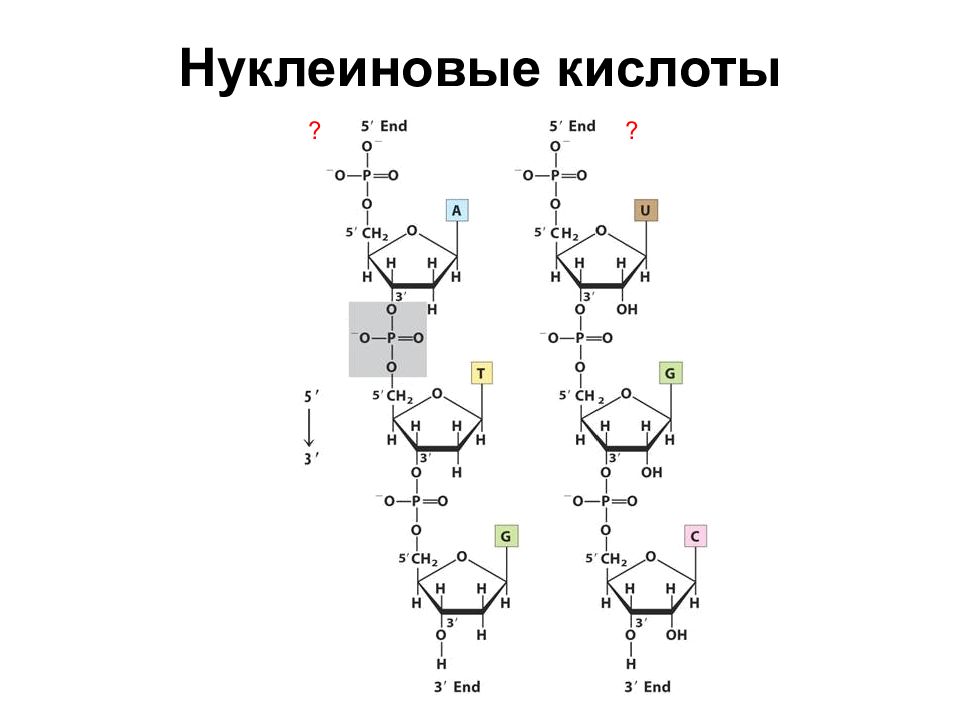 Двойная спираль нуклеиновых кислот