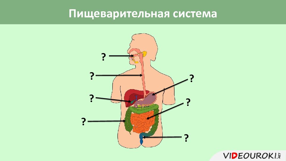 Пищеварительная система человека картинка для детей