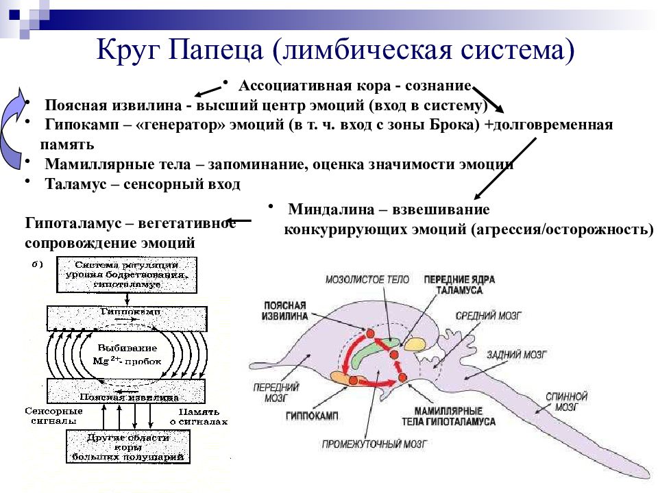 Круг папеца. Круг Пейпеца лимбическая система. Физиология лимбической системы. Структурно-функциональная организация лимбической системы. Функции лимбической системы.