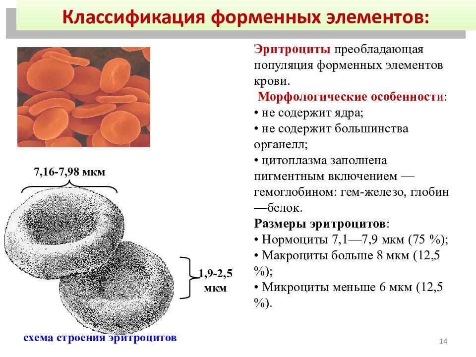 Эритроциты особенности строения. Строение ядра эритроцитов. Форменные элементы крови эритроциты и гемоглобин. Форменные элементы крови эритроциты их строение и функции. Морфологические особенности форменных элементов крови.