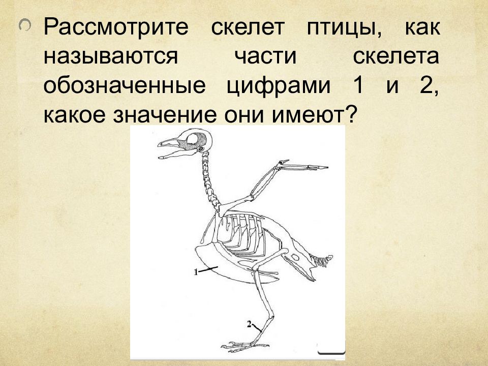 На рисунке изображен скелет птицы. Части скелета птицы. Строение скелета птицы. Скелет птицы задания. Скелет птицы рисунок.