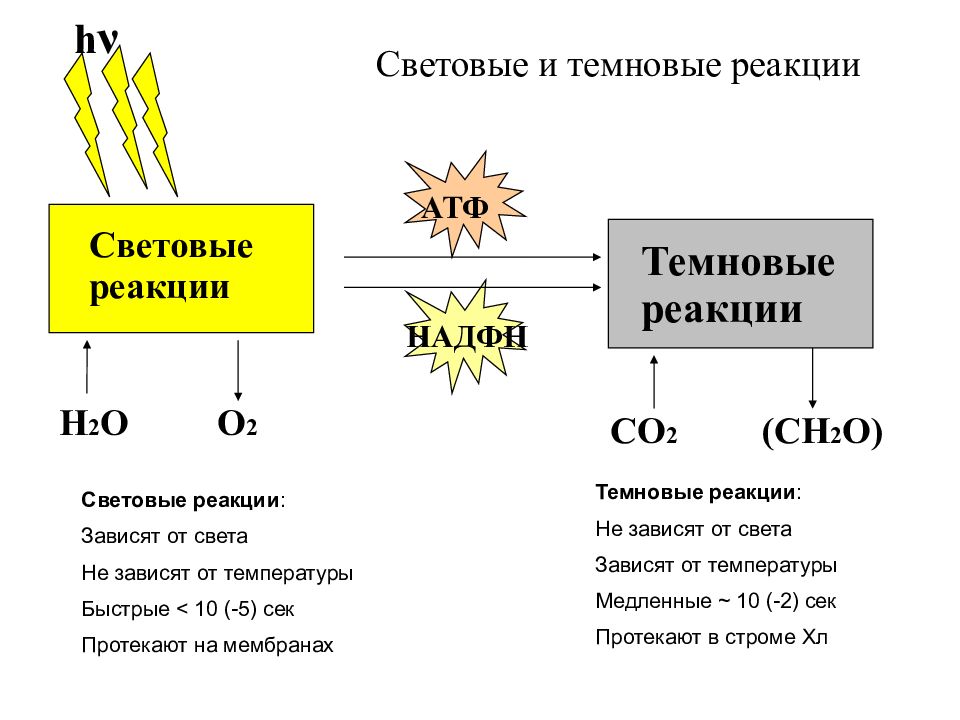Темновая реакция. Общая схема фотосинтеза 10 класс. Схема световой фазы фотосинтеза 10 класс. Биология 10 класс темновая световая фаза.