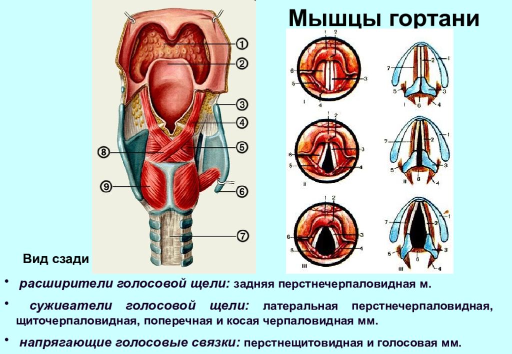 Где находятся голосовые связки у человека рисунок спереди