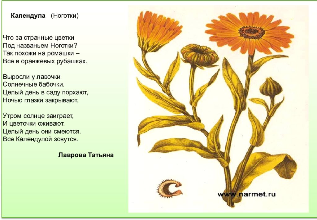 Ноготки лекарственные рисунок