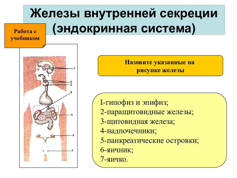 Железы внутренней секреции человека презентация