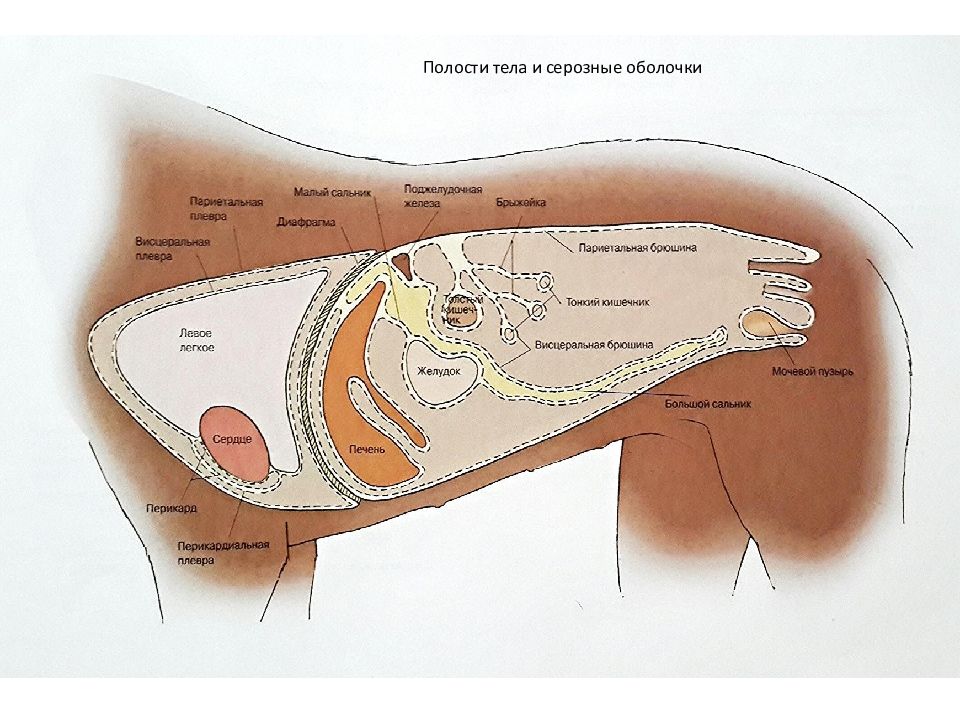 Полости туловища. Серозные оболочки брюшной полости животных. Серозные оболочки полостей тела. Строение серозной полости.