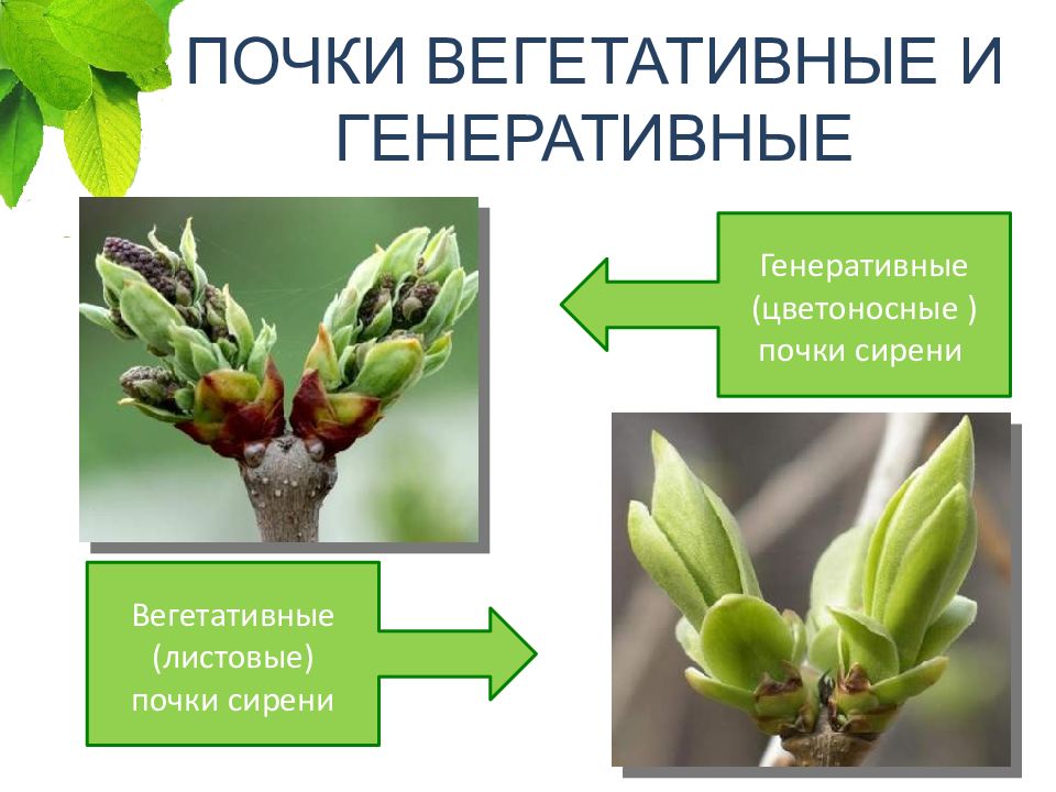 Чем отличаются вегетативные от генеративных