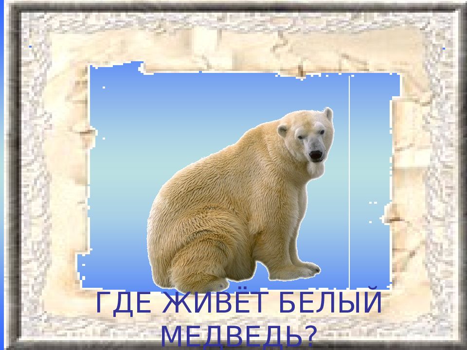 Где живут белые медведи карта