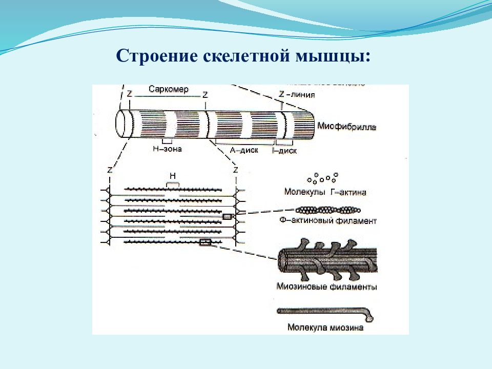 Продольное сканирование как стоит датчик. Исследования скелетных мышц. Методика исследования костно мышечной системы у детей. Электромиография скелетных мышц: принцип метода, методика. Строение скелетной мышцы физиология.