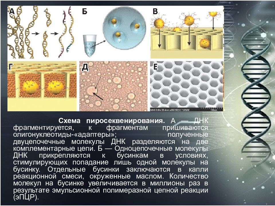 Двуцепочечная молекула. Пиросеквенирование принцип метода. Пиросеквенирование ДНК. Пиросеквенирование для чайников. Микросеквинирование принцип методв.