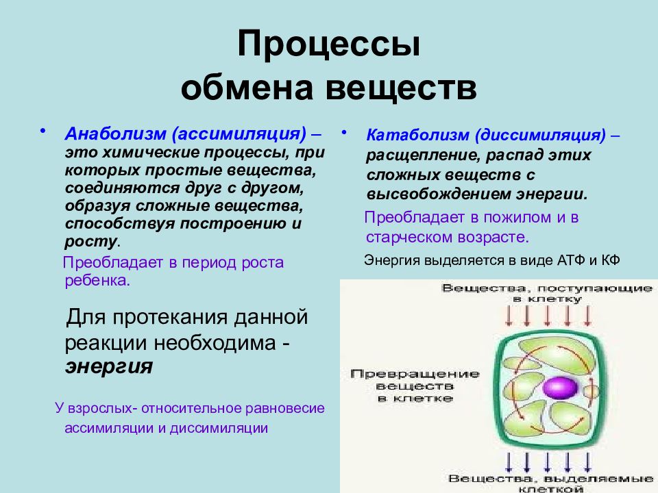 Презентация обмен веществ и энергии в клетке