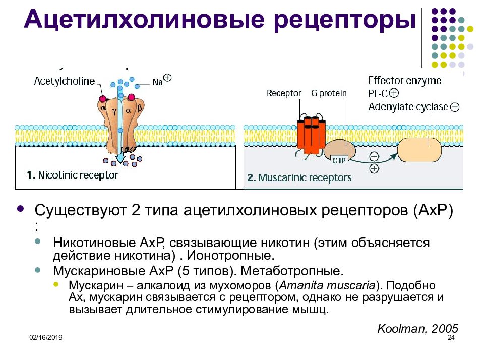 Какие рецепторы находятся. Никотиновый Рецептор ацетилхолина. Мускариновые рецепторы ацетилхолина. Мускариновые и никотиновые рецепторы. Типы рецепторов к ацетилхолину.