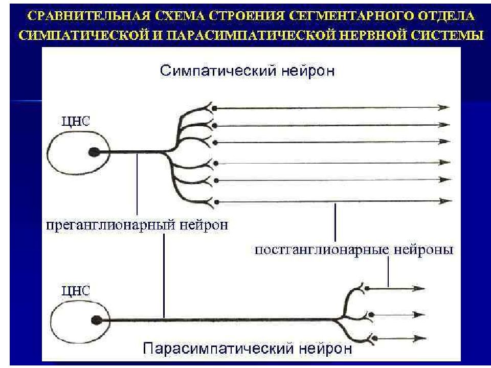 Симпатическая и парасимпатическая нервная. Постганглионарные волокна парасимпатической нервной системы. Преганглионарный Нейрон симпатической системы. Медиаторы постганглионарных волокон парасимпатической нервной. Парасимпатическая нервная система анатомия схема.