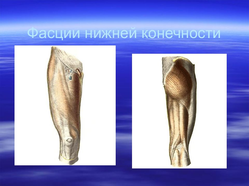 Топография конечностей. Фасции конечностей. Фасции ноги. Мышцы и фасции конечностей. Фасции и топография мышц нижней конечности.