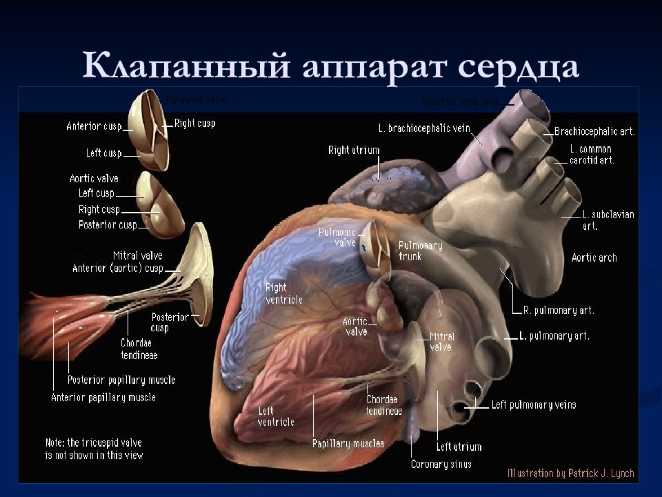 Рисунок клапанный аппарат сердца