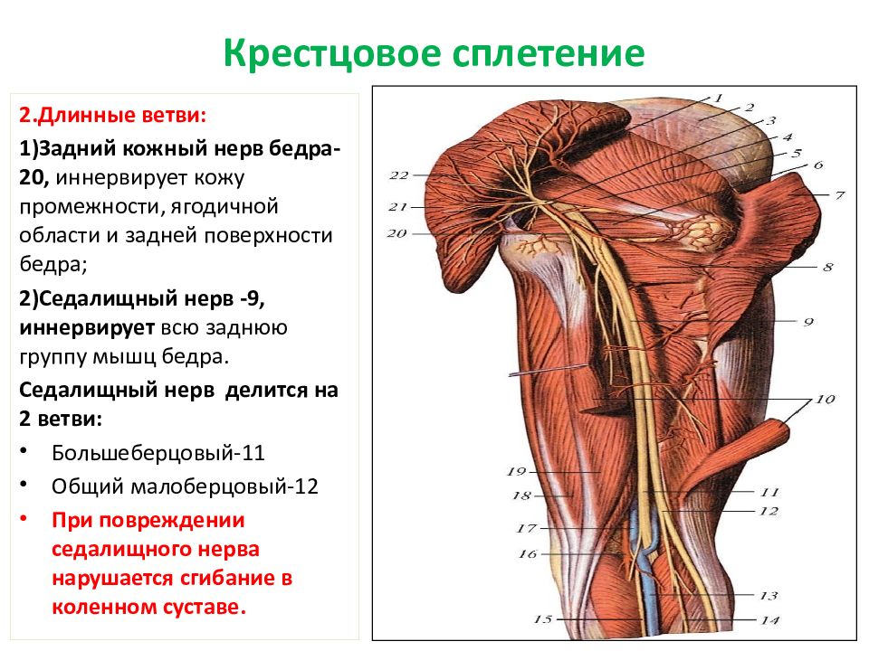 Крестцовое сплетение презентация