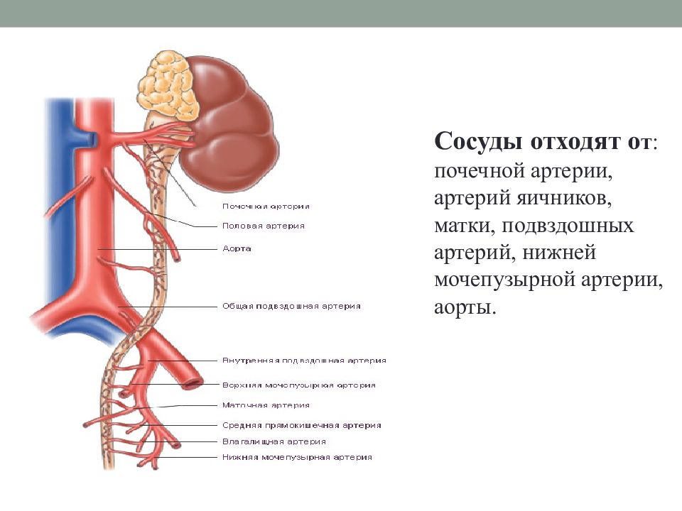 Какие капилляры в почках. Артерии кровоснабжающие почки. Артерии почки анатомия схема. Добавочные почечные артерии схема. Почечная артерия отходит от.