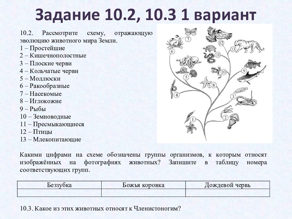 Рассмотрите схему отражающую развитие мира земли 1 зеленые водоросли 2 красные водоросли