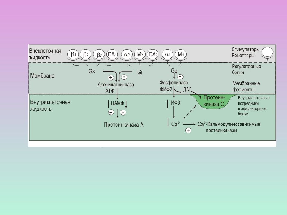 Мембрана ферменты. Рецепторы с гуанилатциклазной активностью. Фосфатидилинозитольный цикл. Внутриклеточная и внеклеточная жидкость. Внутриклеточный кальций.