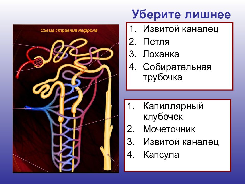 Извитой каналец капсула