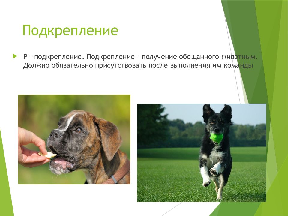 Зоопсихология картинки для презентации