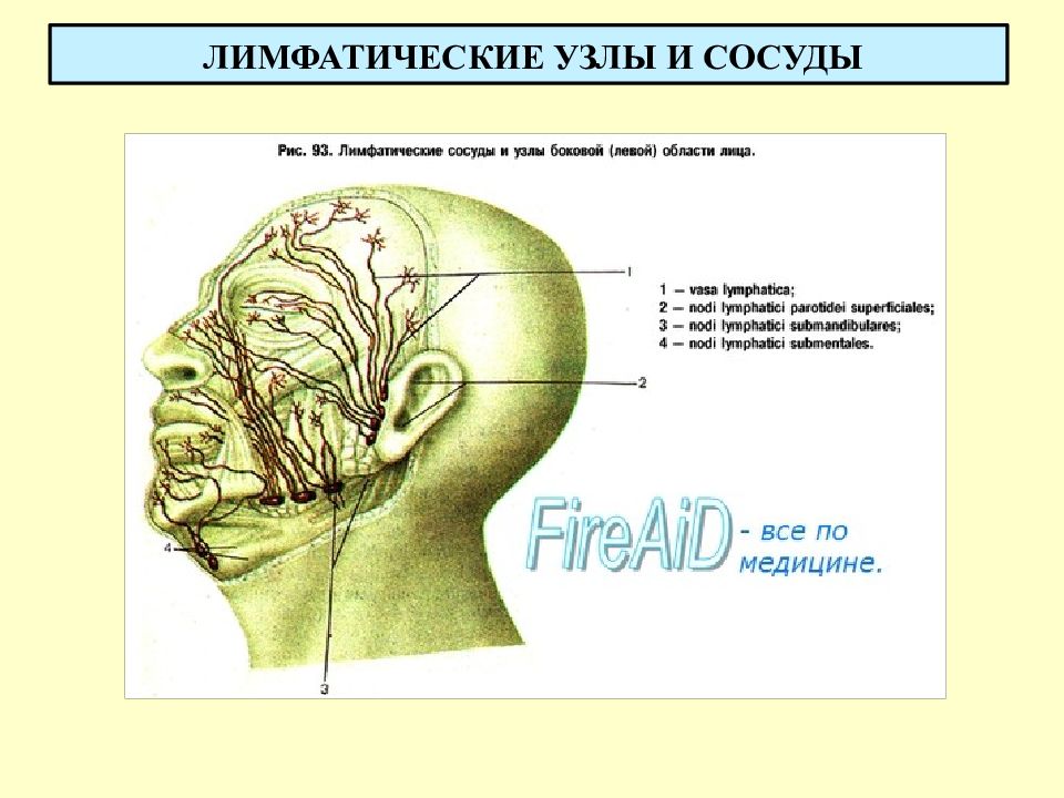 Лимфообращение лица схема фото