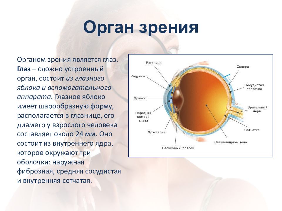 Возрастные особенности глаз презентация