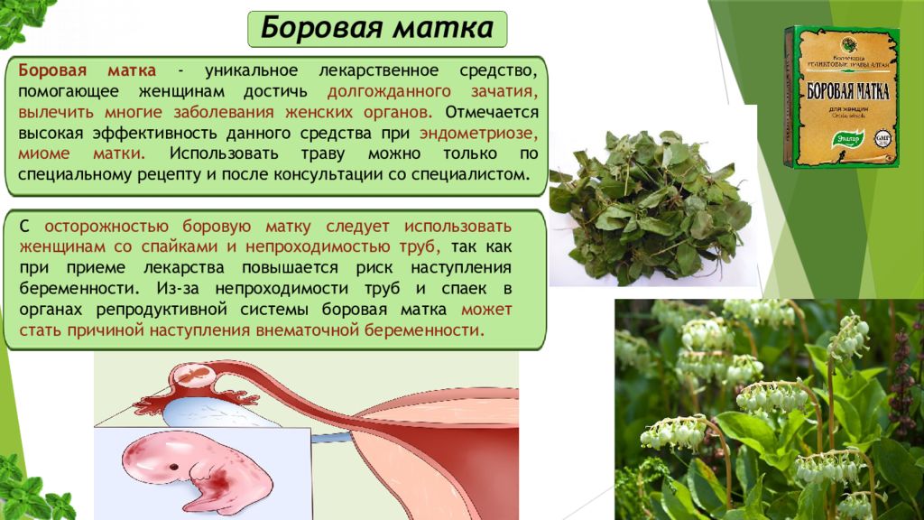 Матка свойство. Фитотерапия в гинекологии. Боровая матка и эндометриоз матки. Боровая матка при эндометриозе. Матка Боровая в гинекологии.