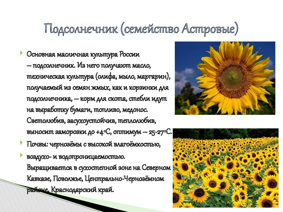 Подсолнечник (семейство Астровые)