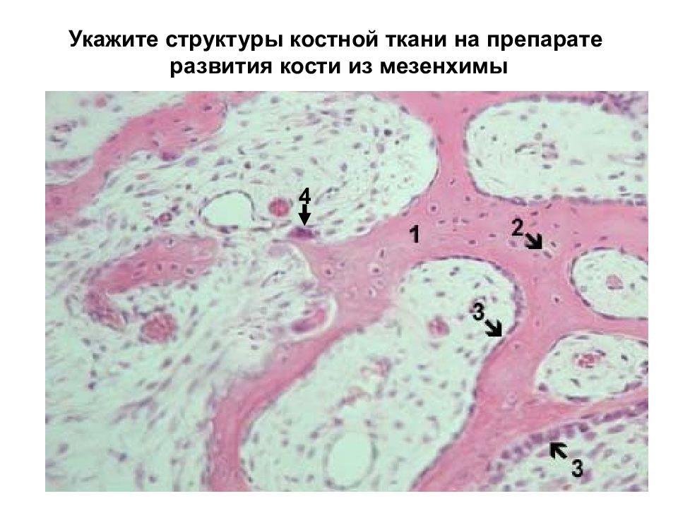 Презентация костная ткань гистология