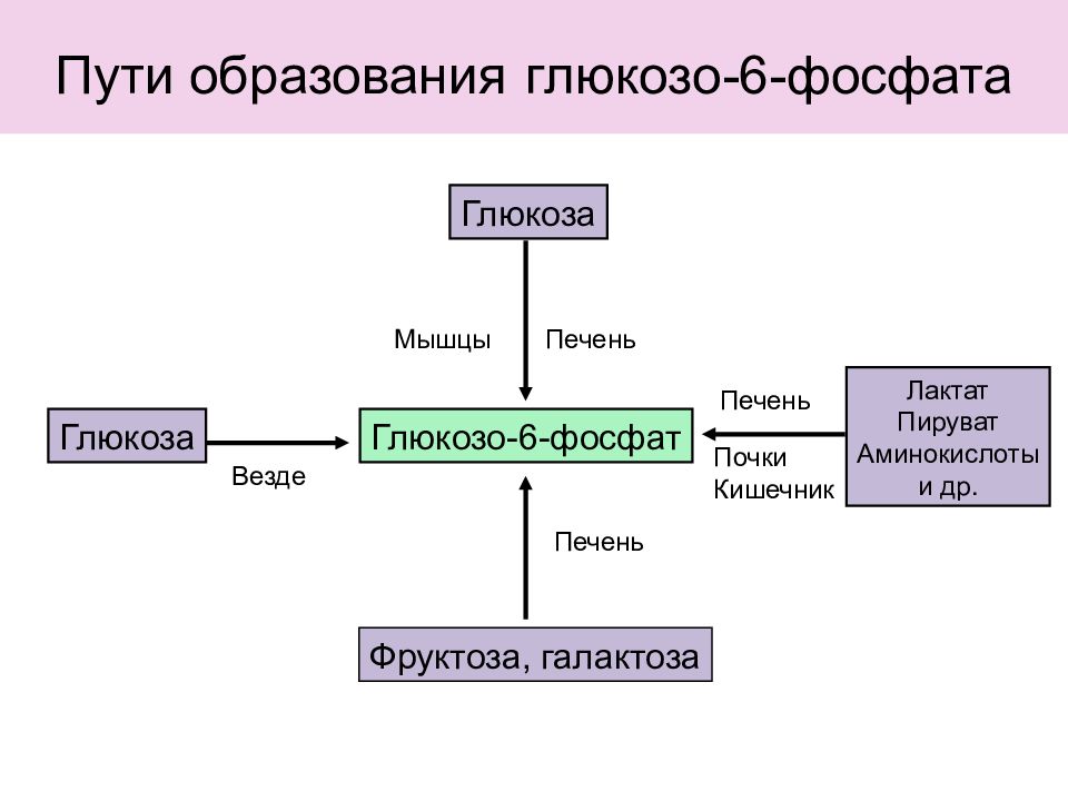 Пути образования. Пути использования глюкозо-6-фосфата. Пути образования глюкозо-6-фосфата. Образование Глюкозы 6 фосфат. Реакция образования глюкозо 6 фосфата.