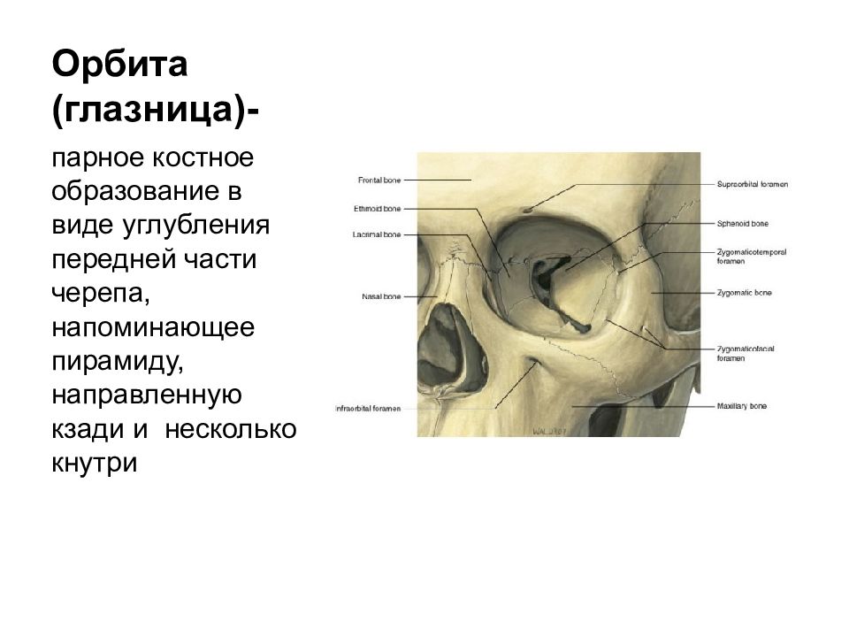 Строение глазницы