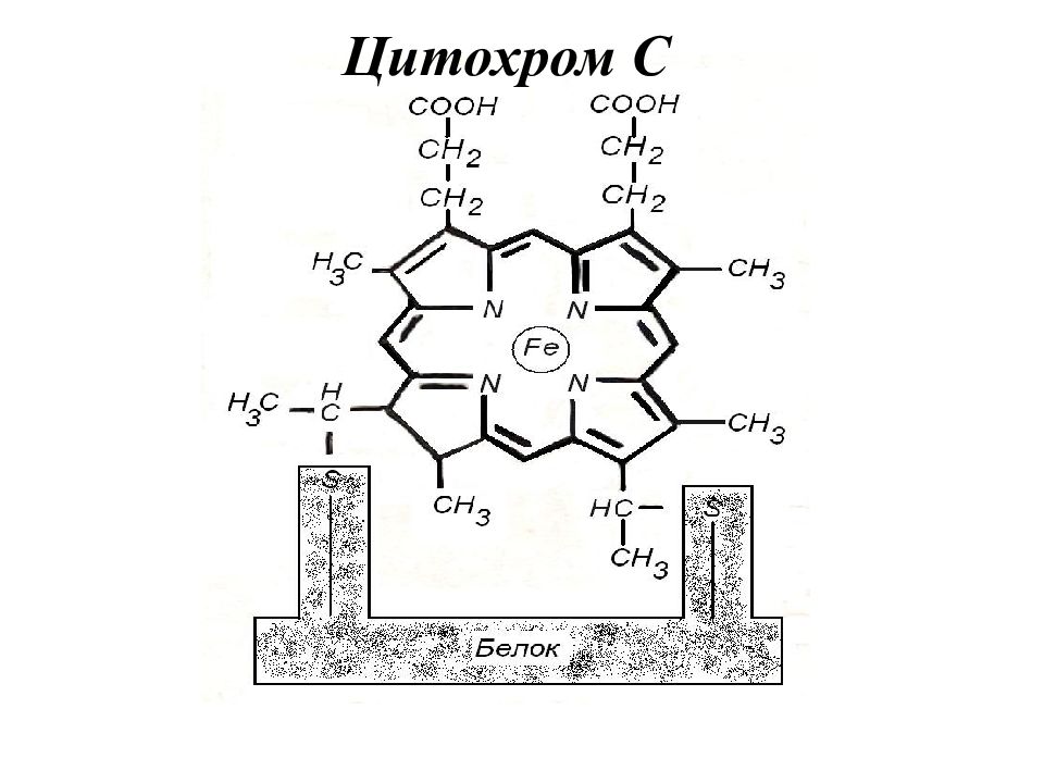 Цитохромоксидаза схема строения