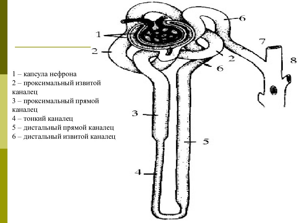 Канальцы нефрона. Капсула нефрона и извитой каналец. Строение проксимального канальца нефрона. Нефрон строение проксимальный прямой каналец. Строение нефрона рисунок 118.