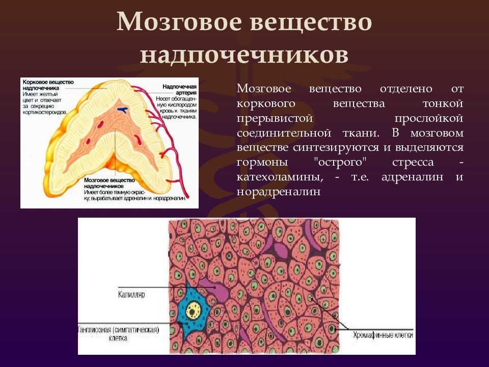 Схема строения надпочечника