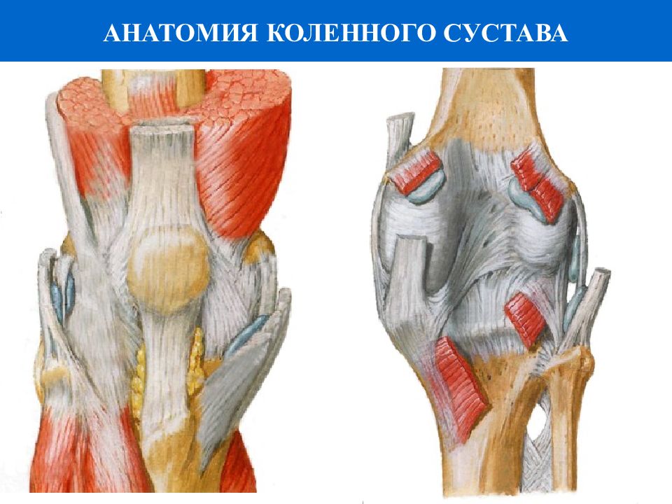 Связки колена. Коленный сустав анатомия связки надколенника. Связки надколенника анатомия. Коленный сустав связки. Сухожилия анатомия коленный связки. Сухожилия коленного сустава анатомия.