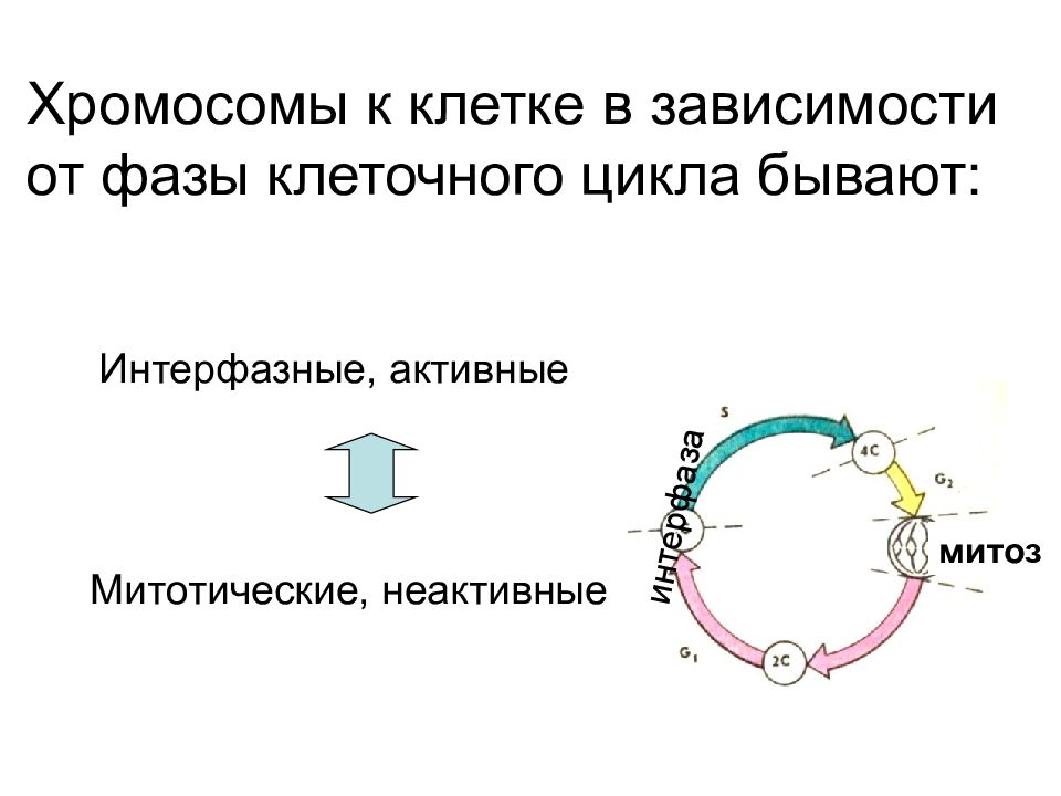 Хромосомы цикл. Динамика структуры хромосомы в митотическом цикле. Фазы клеточного цикла набор хромосом. S фаза клеточного цикла. Динамика структуры хромосом в клеточном цикле.