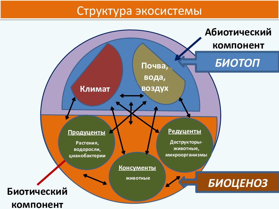 Биоценоз и биотоп презентация