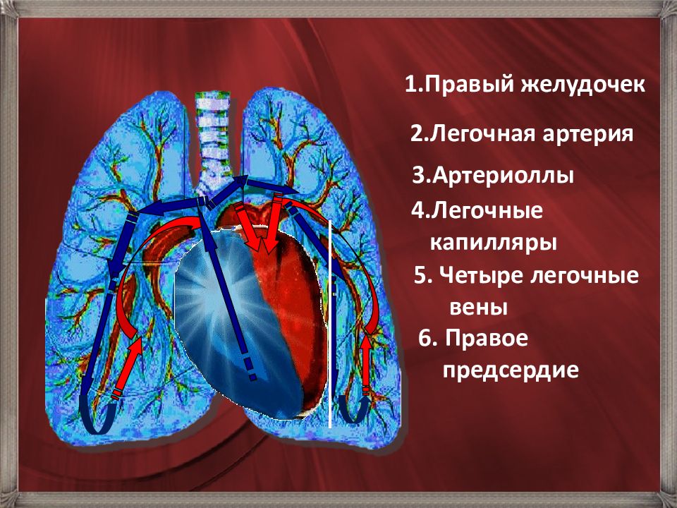 Легочной вене. Легочные капилляры. Левое предсердие легочные вены. Левое предсердие легочные капилляры.