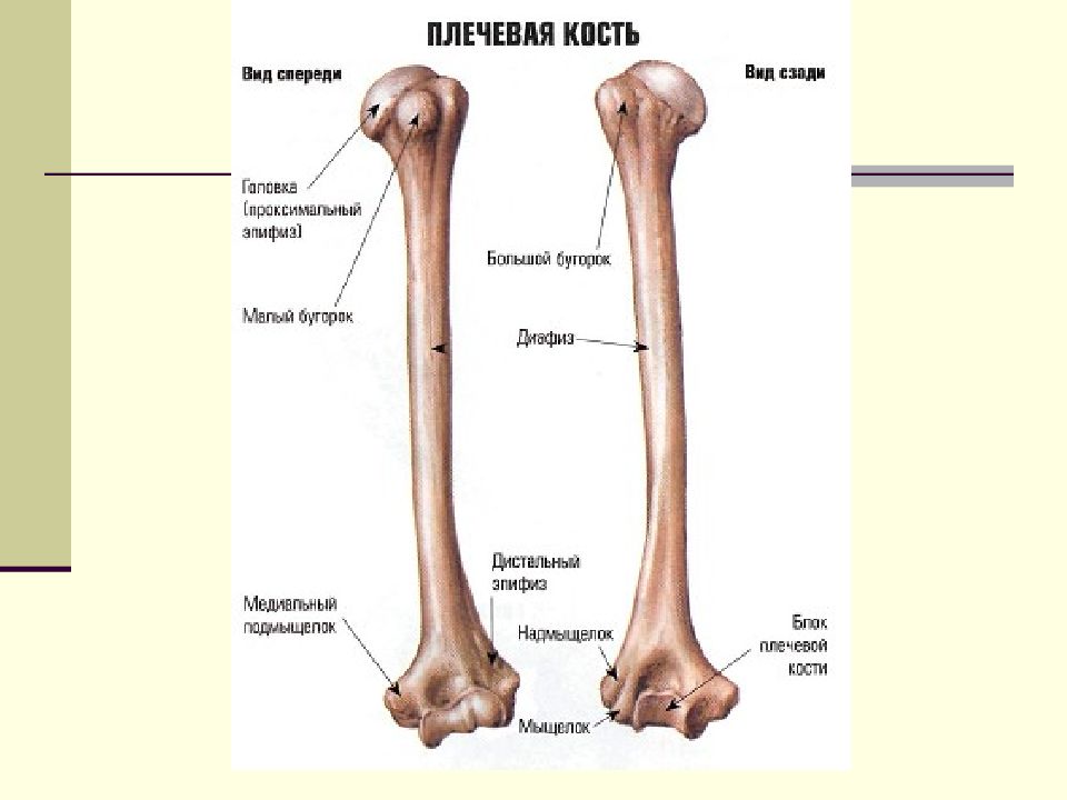 Как правильно косте или кости. Строение плечевой кости человека анатомия. Строение плеча плечевая кость. Плечеваякомть анатомия. Трубчатая плечевая кость и её отделы.