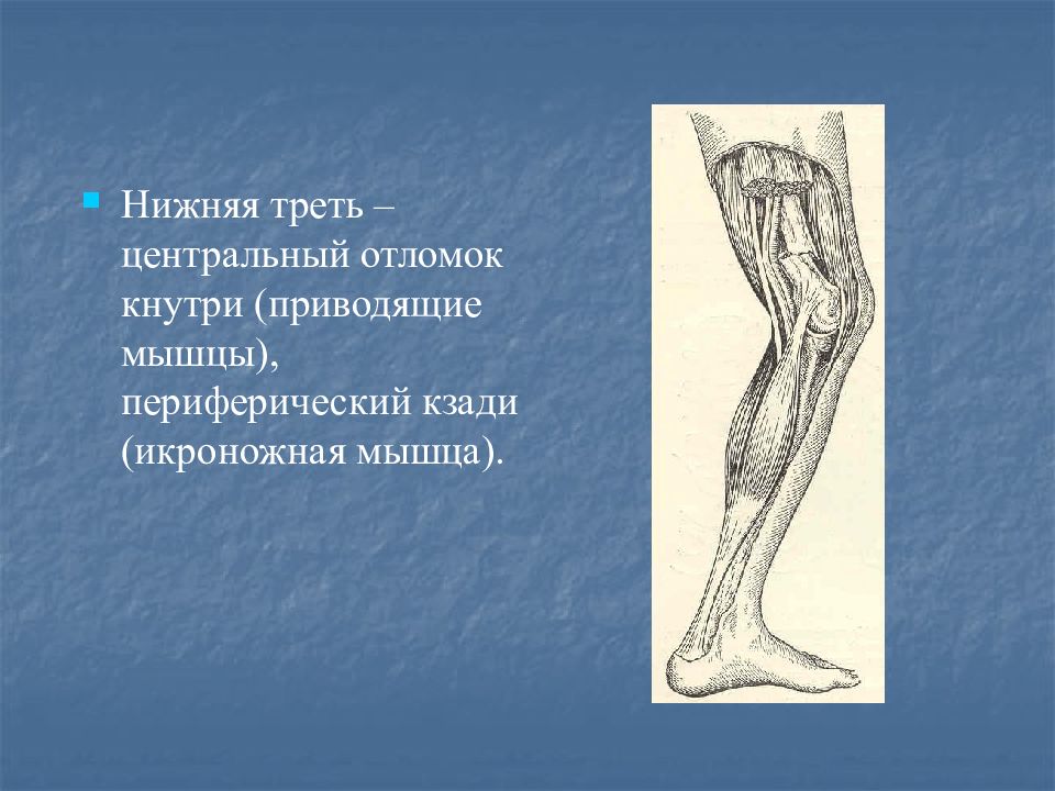 Третью конечность. Области нижней конечности. Топография нижней конечности области. Топография верхней и нижней конечности. Топограмма нижних конечностей.