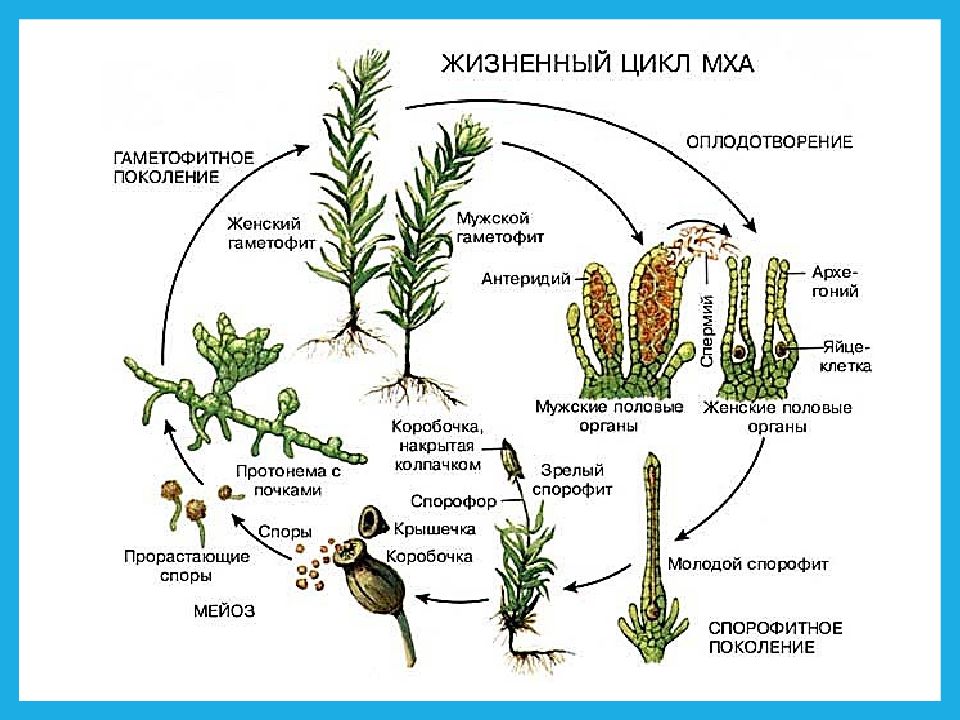 Жизненный цикл мха егэ картинка