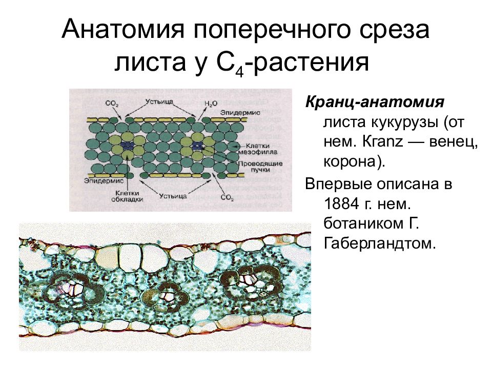 С 4 растения. Строение листа с3 и с4 растений. Кранц-структура листа. Анатомическое строение листа кукурузы. Анатомическое строение листа растения.